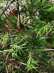 Podocarpus spinulosus