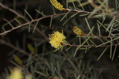 Melaleuca stereophloia