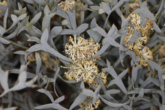 Petrophile glauca