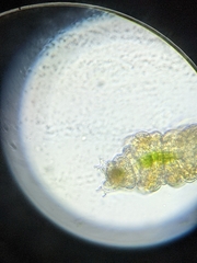 Tardigrada