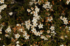 Phebalium tuberculosum