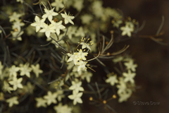 Phebalium tuberculosum