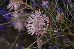 Isopogon dubius