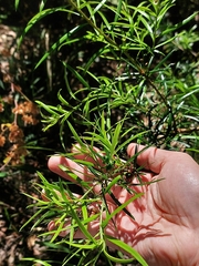Podocarpus spinulosus