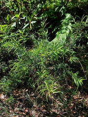 Podocarpus spinulosus