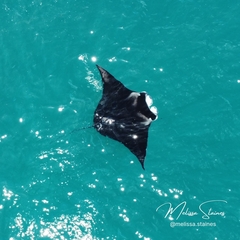 Mobula alfredi