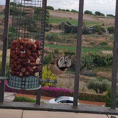 Lophophanes cristatus