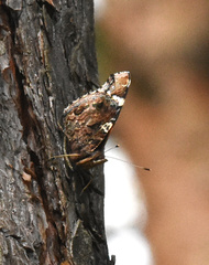 Vanessa atalanta
