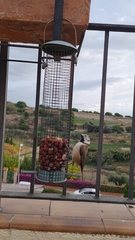 Lophophanes cristatus