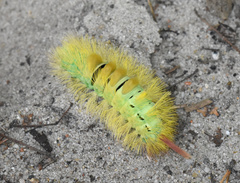 Calliteara pudibunda