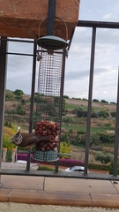 Lophophanes cristatus