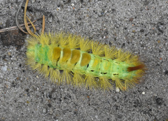 Calliteara pudibunda