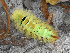 Calliteara pudibunda
