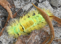 Calliteara pudibunda