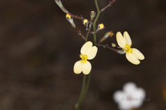 Stylidium lineatum