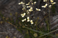 Stylidium lineatum