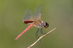 Tramea insularis