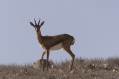 Gazella