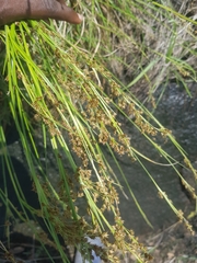 Afrotrilepis pilosa