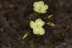 Drosera subhirtella