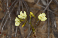 Drosera subhirtella