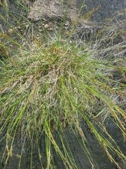 Afrotrilepis pilosa