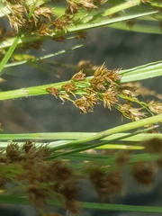 Afrotrilepis pilosa