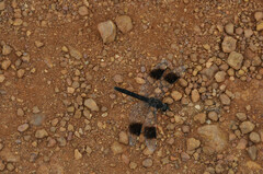 Brachythemis leucosticta