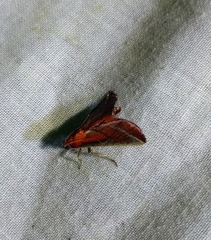 Toccolosida bilinealis