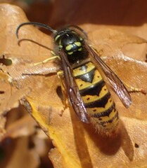 Vespula vulgaris
