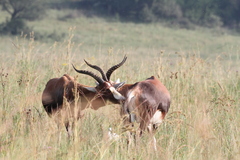 Damaliscus pygargus phillipsi