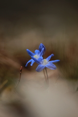 Scilla
