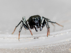 Heliophanus curvidens