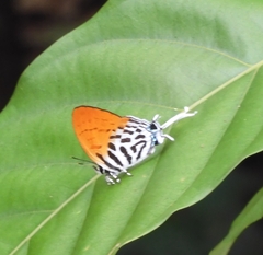 Drupadia ravindra moorei