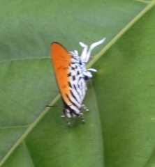 Drupadia ravindra moorei