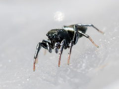 Heliophanus curvidens