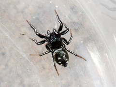 Heliophanus curvidens