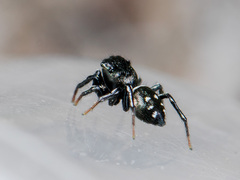 Heliophanus curvidens