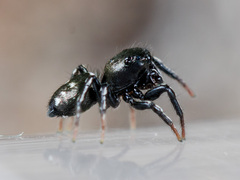 Heliophanus curvidens