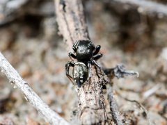 Heliophanus curvidens
