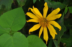 Smallanthus maculatus