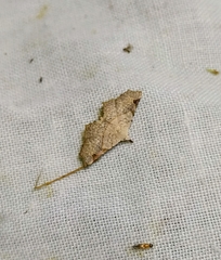 Prolophota trigonifera