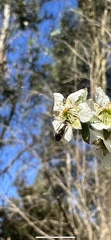 Adelidae
