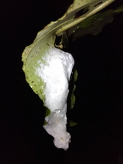 Chiromantis rufescens