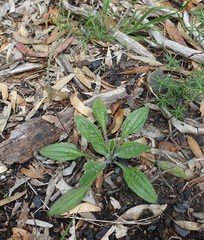 Plantago debilis