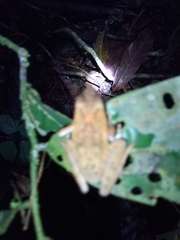 Phrynobatrachus auritus