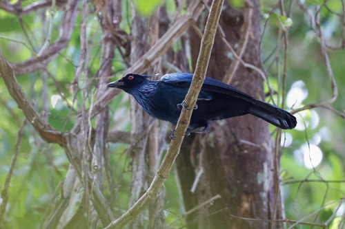 Trumpet Manucode (Phonygammus keraudrenii), photo 4