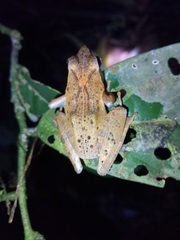 Phrynobatrachus auritus