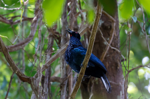 Trumpet Manucode (Phonygammus keraudrenii), photo 3