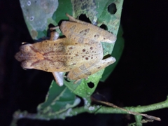 Phrynobatrachus auritus